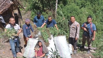 Satu Hektar Ladang Ganja Ditemukan, Seorang Pemiliknya Diamankan