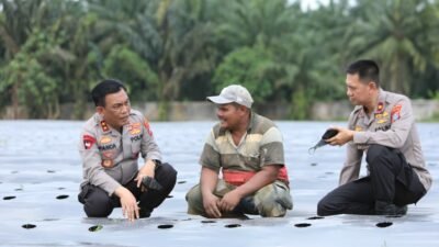 Manfaatkan Lahan Tidur, Kapolda Sumut Gagas Perkebunan Cabai dan Bawang