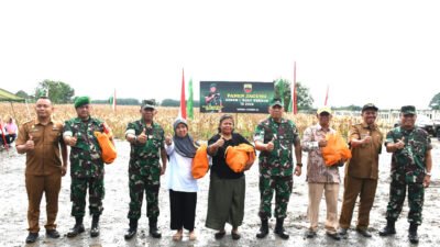 Kolaborasi Kodam I/BB dan Santri Tani Panen Jagung Untuk Ketahanan Pangan