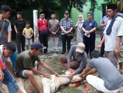 Keluarga Besar UISU Melaksanakan Penyembelihan Hewan Kurban Sembilan Ekor Lembu dan Tiga Ekor Kambing