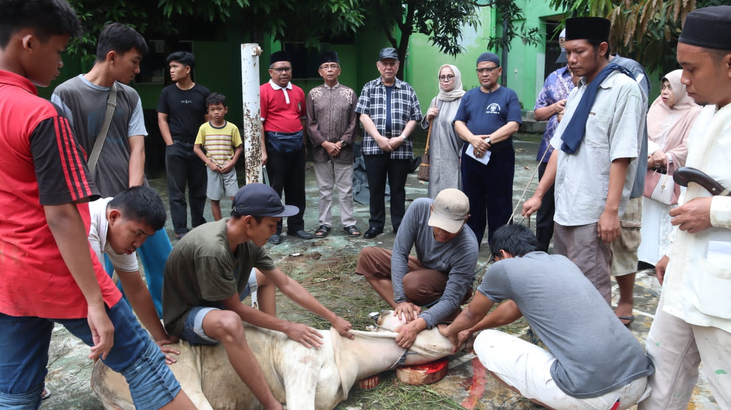 Keluarga Besar UISU Melaksanakan Penyembelihan Hewan Kurban Sembilan Ekor Lembu dan Tiga Ekor Kambing