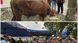 Rommy Van Boy Sumbang 1 Ekor Sapi Kurban di Sari Rejo