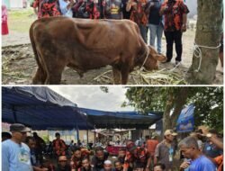 Rommy Van Boy Sumbang 1 Ekor Sapi Kurban di Sari Rejo