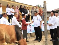 Jelang Idul Adha, Pemkab Dairi Terima Sapi Kurban dari Presiden RI