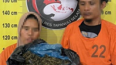 Modus Becak Motor Terbongkar! Polisi Tapsel Gagalkan Pengiriman 3 Kg Ganja