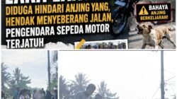 Hindari Hewan Anjing Saat Menyeberang Jalan Raya , Seorang Ibu Mengalami Lakalantas Hingga Alami Patah tulang
