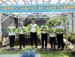 Lapas Sibolga Panen 65 Kg Pakcoy, Wujudkan Pembinaan Kemandirian Berbasis Ketahanan Pangan