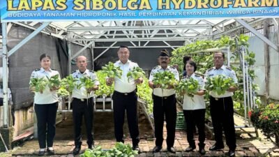 Lapas Sibolga Panen 65 Kg Pakcoy, Wujudkan Pembinaan Kemandirian Berbasis Ketahanan Pangan
