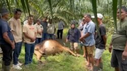 Diduga Lima Ekor Lembu Milik Warga Ditemukan Mati Diarea Perkebunan Dolok Ilir