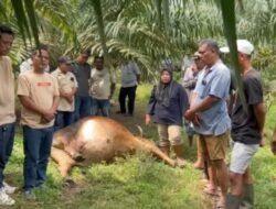 Diduga Lima Ekor Lembu Milik Warga Ditemukan Mati Diarea Perkebunan Dolok Ilir