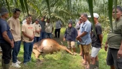Diduga Lima Ekor Lembu Milik Warga Ditemukan Mati Diarea Perkebunan Dolok Ilir