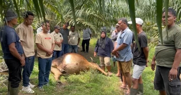 Diduga Lima Ekor Lembu Milik Warga Ditemukan Mati Diarea Perkebunan Dolok Ilir